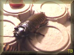 Las blattes en nourriture vivantes Gromphadorrhina-portentosa-male