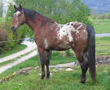 ETALON APPALOOSA...Mes recherches ! 33441.jpg_det