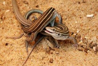 Décompte, le vrai, le seul, l'unique Whiptail-lizard-sex