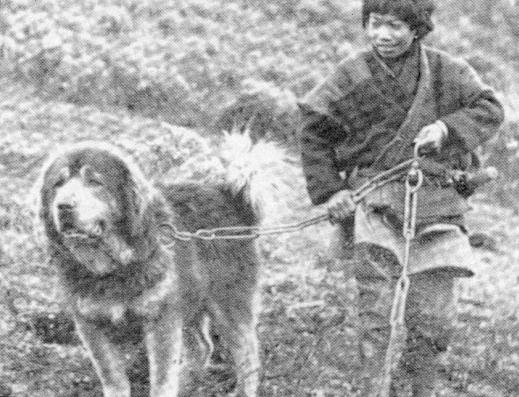 la raza de perro mas cara Historia2