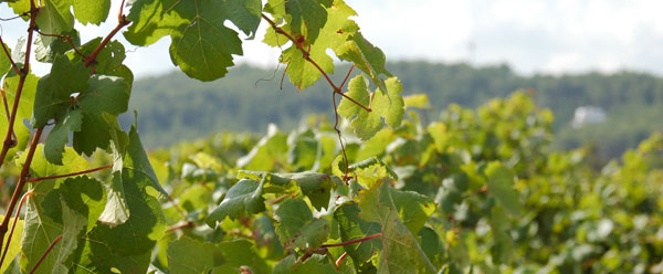 Bon Lundi Vignoble-bourgogne