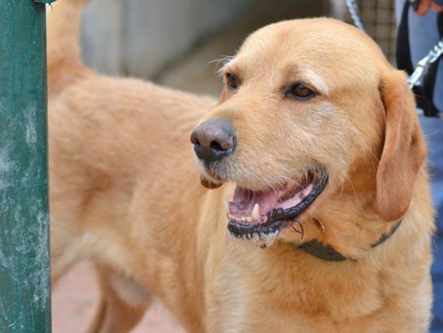 HORACE - x labrador/griffon 13 ans    (7 ans de refuge)-  Spa des Cailloux à Dijon (21) Cas226-Horace