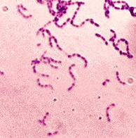 يربط الكثيرين البكتيريا بالمرض فقط NfStreptococcus_mutans