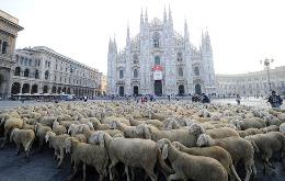 Milano, Piazza Duomo invasa da 700 pecore 260x01317461084800Settecento_pecore_a_Piazza_Duomo