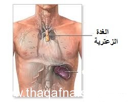  معلومات طريفة عن الجهاز المناعي %D8%A7%D9%84%D8%AC%D9%87%D8%A7%D8%B2-%D8%A7%D9%84%D9%85%D9%86%D8%A7%D8%B9%D9%8A-%D8%8C-%D8%AB%D9%82%D9%81-%D9%86%D9%81%D8%B3%D9%83-21