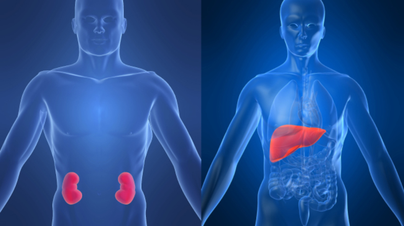 نصائح مهمة للحفاظ على صحة الكبد و الكلى  5_1_2_1_-KidneyLiver-copy