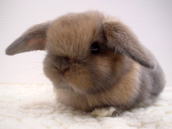 Google pictures - Page 2 Cute_floppy_eared_bunny