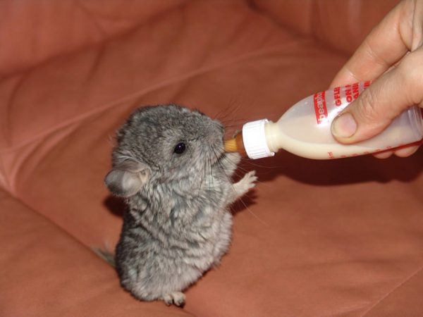 Catalogue Et Horaires De L'Animalerie " Les Copains De Niji" Baby_chinchilla_feeding-600x450