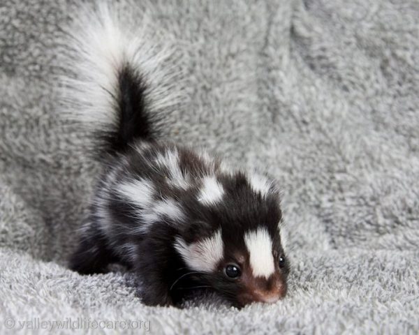 Eating that butterball turkey! Tiny_cute_baby_skunk-600x480