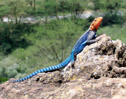 Agama Agama Red-headed-rock-agama-02