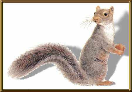 Squirrels . . .  Greysquirrel