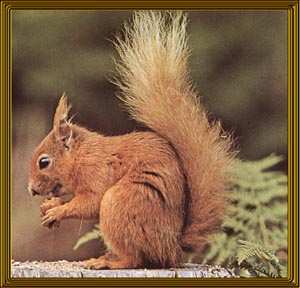 Squirrels . . .  Redsquirrel