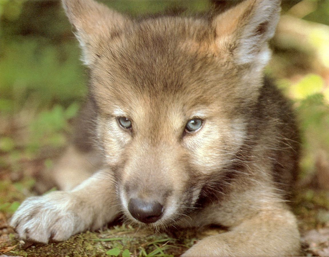 Your Wolf Pics Wolf-Puppy