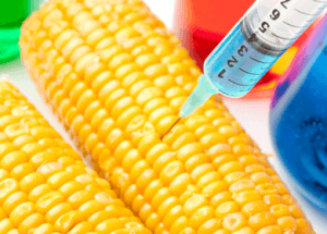 GMO Corn Found in Humans Creates a “Living Pesticide Factory” Btcorn-300x215