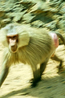 TaiF PiCs Taif%20Monkey_web