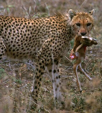 صور فهود جميله  Cheetah_4