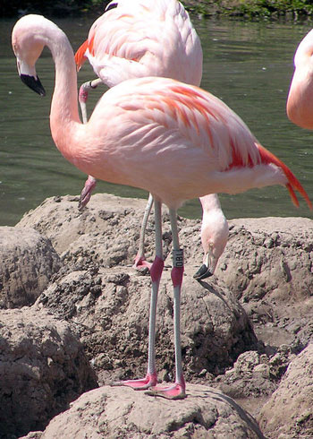 Ne kopshtin zoologjik te forumit... - Faqe 2 Chilean_flamingo_1