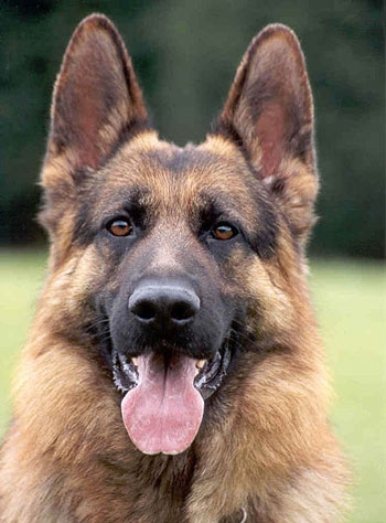 Attilan     German_shepherd_dog_1