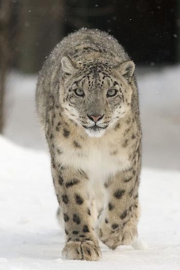 The Mountain Snow_leopard_2