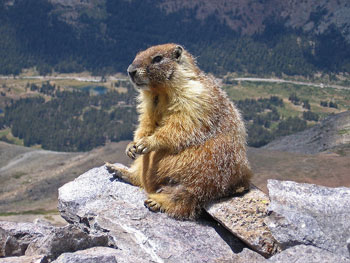 Geltonpilvis švilpikas Yellow_bellied_marmot_1