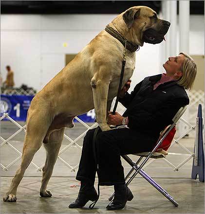 UFO - 27-28.11.2010 weekend - Page 2 Biggest-english-mastiff