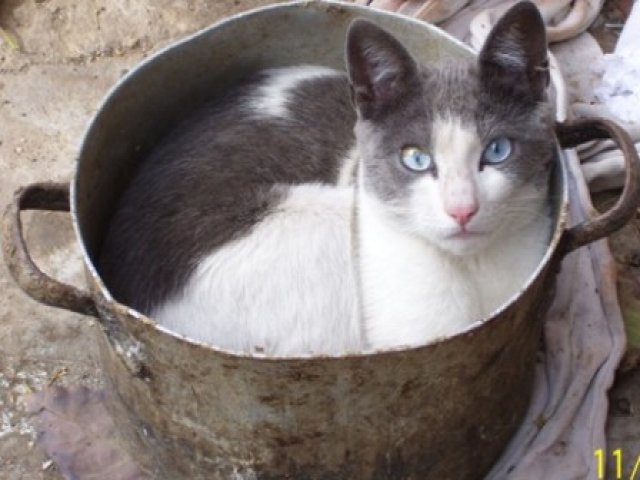 Cómo cocinar un gato a la cacerola Gato-a-la-olla