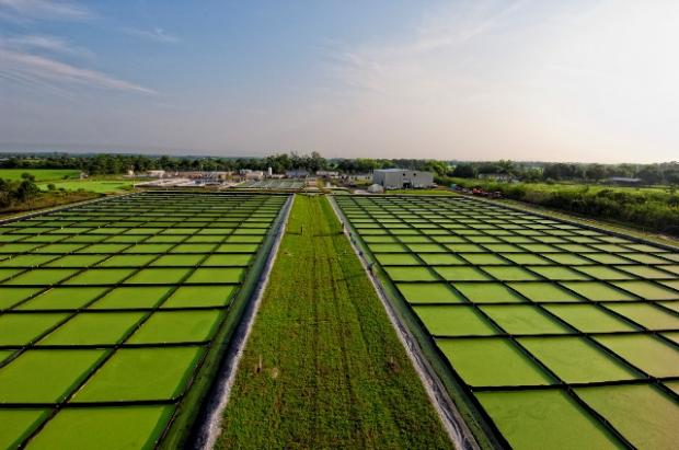 From the Gulf Oil Spill to Hurricane Harvey, the Algae Conspiracy Has Gone Full Circle Algae