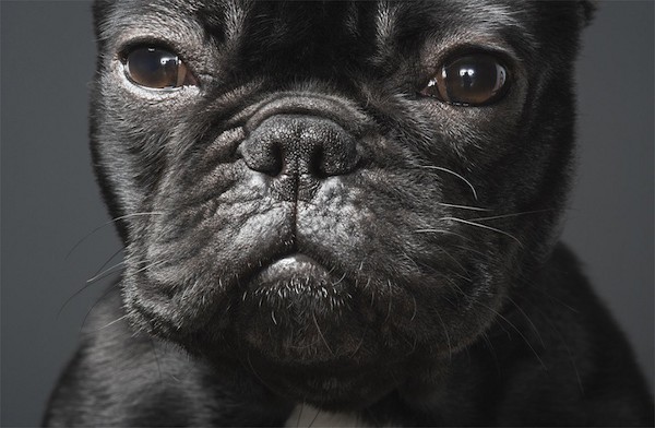 Fotos chulas - Página 15 Dog-Photography-by-Tim-Flach-3