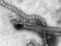 Deadly H7N9 virus develops  Images-4