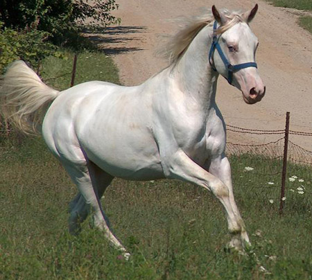 Martina Horse Farm American-albino-1