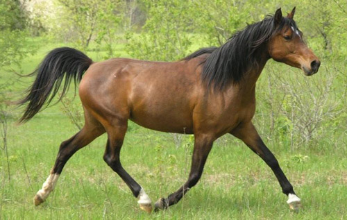 Shado's Bios  (Shadow Heart) Arabian-mare