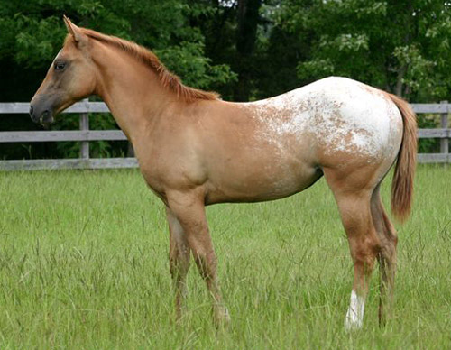 cheval : l'appaloosa Blanket-appaloosa-1