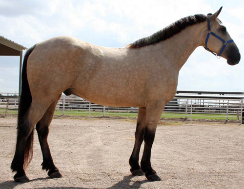 Cloud The neutral king comes seeking Buckskin