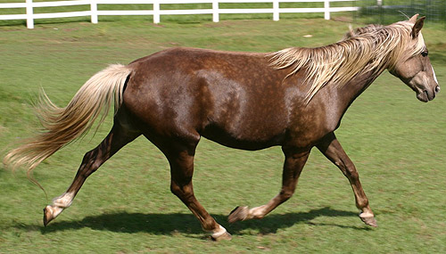 Dons de photos classées par genre \o/ Chocolate-palomino-horse