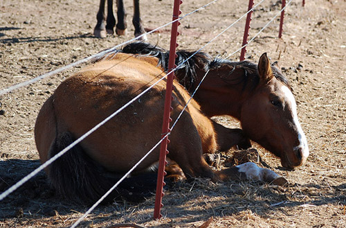 Banque de 'vieilles' photos [500 &+] Cute-horse-17