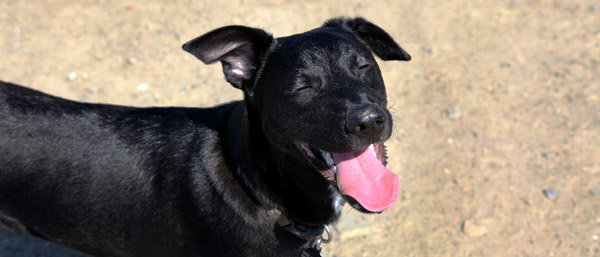 what Breed of dog is this Korean-jindo