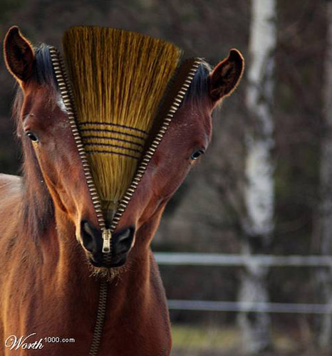 The Coolest Photoshop Horse Pictures Photoshop16