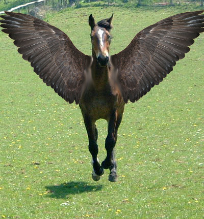 The Coolest Photoshop Horse Pictures Photoshop20