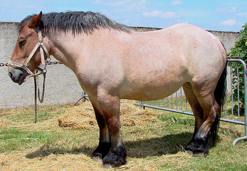 horses - New arrivals in my herd! - Page 2 Roan-bay