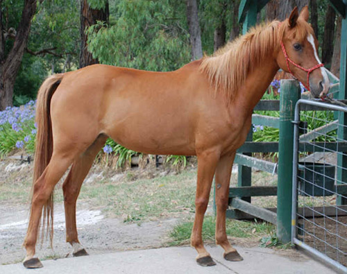 sparkle's horses Sandy-chestnut