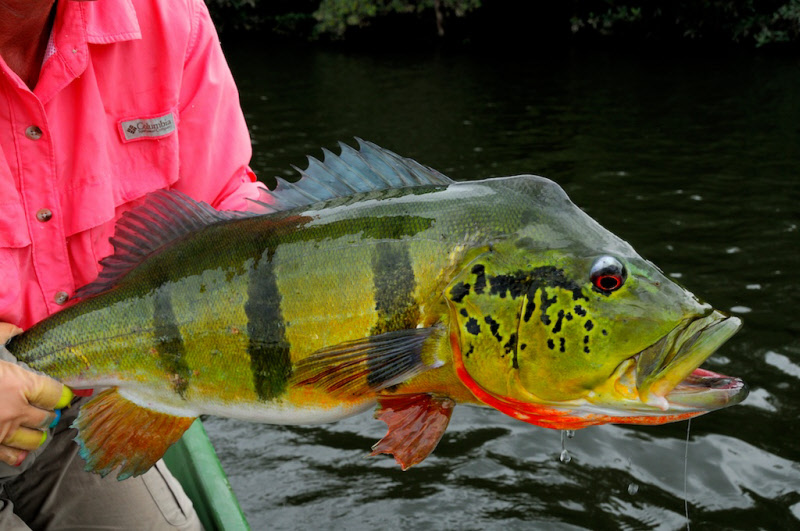 Cichla: Peacock Bass -  2 Peacock_bass2