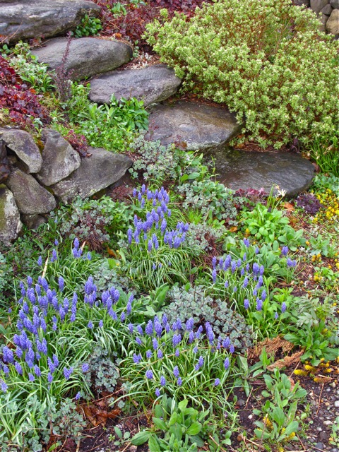 Atraktivno baštensko stepenište - Page 2 Secret-Garden-Steps-Muscari-and-Various-Ground-Covering-Succulents-Daphne-and-Heuchera-%C2%A9-2010-Michaela-at-TGE-