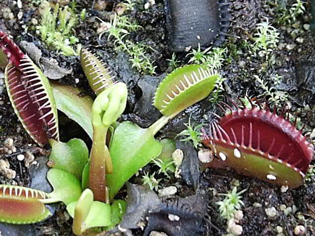 Các loại cây bắt mồi (_cảm nhận sự độc đáo_) Flytrap