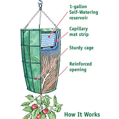 الزراعة بالمقلوب  Revolution-upside-down-tomato-planter-2
