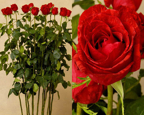   Worlds-tallest-roses-2