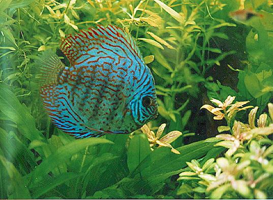 Des poissons a adopter Opsomer-discus