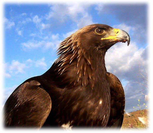 ☼ Phoenix ☼   ~Wakan Chief~ Golden_eagle1