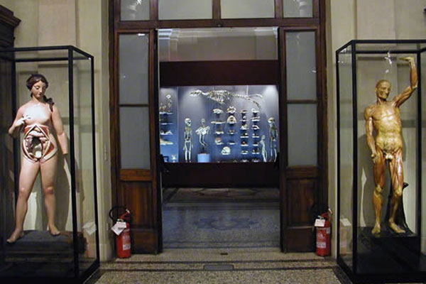 Museum of Human Anatomy Luigi Rolando  Anatomia-torino3