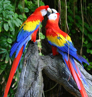 Velike are - rodova Ara in Anodorhynchus Macaw