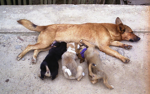 Dreams - About School Dog_nursing